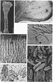 Attēlu rezultāti vaicājumam “Microcalicium disseminatum”
