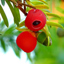 Attēlu rezultāti vaicājumam “Taxus baccata fruit”
