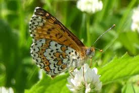 Attēlu rezultāti vaicājumam “Melitaea cinxia upperside”