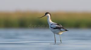 Attēlu rezultāti vaicājumam “Recurvirostra avosetta”