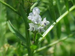 Attēlu rezultāti vaicājumam “Vicia hirsuta”