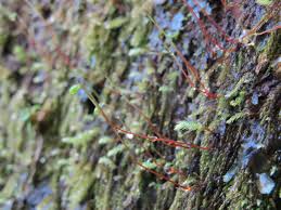 Attēlu rezultāti vaicājumam “Pohlia wahlenbergii macro”