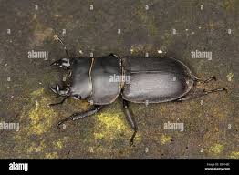 Attēlu rezultāti vaicājumam “Dorcus parallelopipedus”