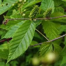 Attēlu rezultāti vaicājumam “Betula alleghaniensis”
