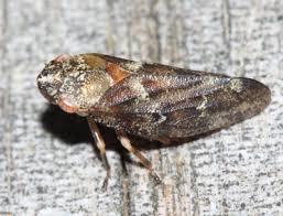 Attēlu rezultāti vaicājumam “Aphrophoridae nymph”