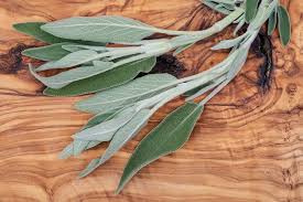 Attēlu rezultāti vaicājumam “Salvia officinalis leaf”