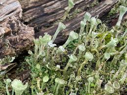 Attēlu rezultāti vaicājumam “Cladonia fimbriata”