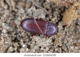 Attēlu rezultāti vaicājumam “Hylastes sp.”