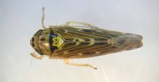 Attēlu rezultāti vaicājumam “Lamprotettix nitidulus”