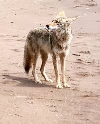 Image result for Hartlepool Coyotes