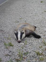 Attēlu rezultāti vaicājumam “Meles meles”