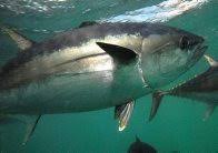 Image result for Thunnus maccoyii