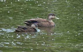 Image result for Anas rubripes