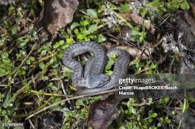 Attēlu rezultāti vaicājumam “Coronella austriaca adult”