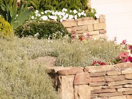 Image result for cerastium tomentosum