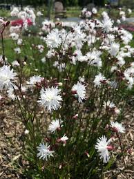 Image result for Lychnis flos-cuculi