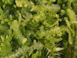 Attēlu rezultāti vaicājumam “Lejeunea cavifolia”