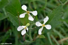 Attēlu rezultāti vaicājumam “Raphanus raphanistrum flower”