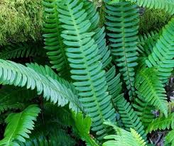 Attēlu rezultāti vaicājumam “Blechnum spicant”