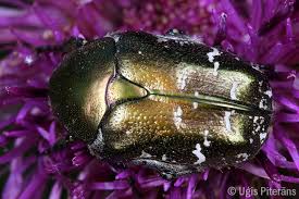 Attēlu rezultāti vaicājumam “Potosia cuprea”