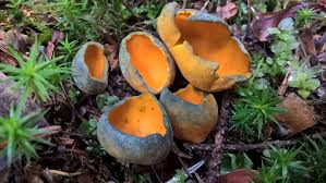 Attēlu rezultāti vaicājumam “Caloscypha fulgens”