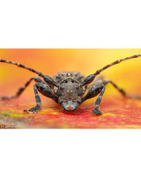 Attēlu rezultāti vaicājumam “Lycogala confusum macro”