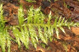 Attēlu rezultāti vaicājumam “Cirriphyllum piliferum”