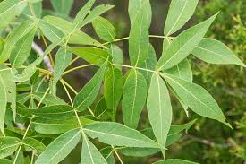 Attēlu rezultāti vaicājumam “Carya”