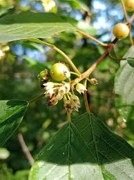 Attēlu rezultāti vaicājumam “Frangula alnus leaf”