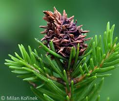 Attēlu rezultāti vaicājumam “Sacchiphantes abietis”
