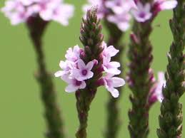 Attēlu rezultāti vaicājumam “Acer rufinerve flower”