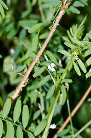 Attēlu rezultāti vaicājumam “Vicia hirsuta leaf”