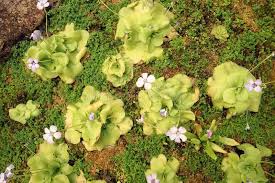 Attēlu rezultāti vaicājumam “Lentibulariaceae”