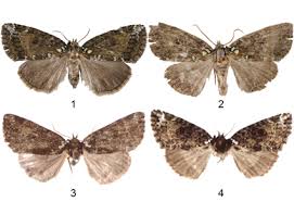 Attēlu rezultāti vaicājumam “Drepanidae”