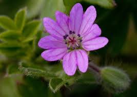 Attēlu rezultāti vaicājumam “Geranium molle flower”