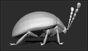 Attēlu rezultāti vaicājumam “Endomychidae”