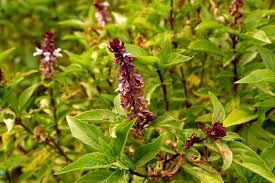 Attēlu rezultāti vaicājumam “Ocimum basilicum flower”