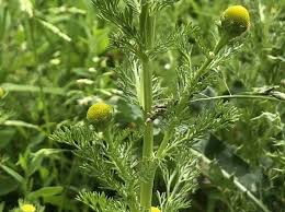 Attēlu rezultāti vaicājumam “Matricaria discoidea leaf”