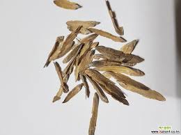 Attēlu rezultāti vaicājumam “Liriodendron tulipifera fruit”