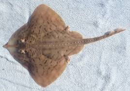 Image result for Hypanus say