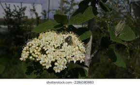 Attēlu rezultāti vaicājumam “Viburnum lantana  flower”