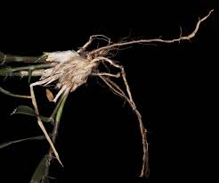 Attēlu rezultāti vaicājumam “Thamnobryum subserratum sporophyte”