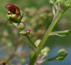 Attēlu rezultāti vaicājumam “Scrophularia umbrosa flower”