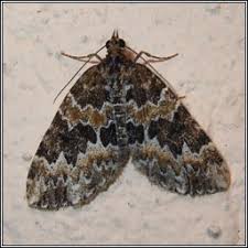 Attēlu rezultāti vaicājumam “Electrophaes corylata”