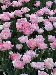 Attēlu rezultāti vaicājumam “Tulipa gesneriana”