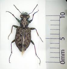 Attēlu rezultāti vaicājumam “Elaphrus cupreus”