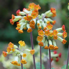 Attēlu rezultāti vaicājumam “Primula veris var. rubra flower”