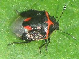 Attēlu rezultāti vaicājumam “Pentatomidae”