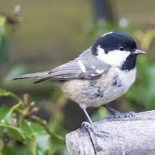 Attēlu rezultāti vaicājumam “Periparus ater adult”