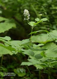 Attēlu rezultāti vaicājumam “Actaea spicata flower”